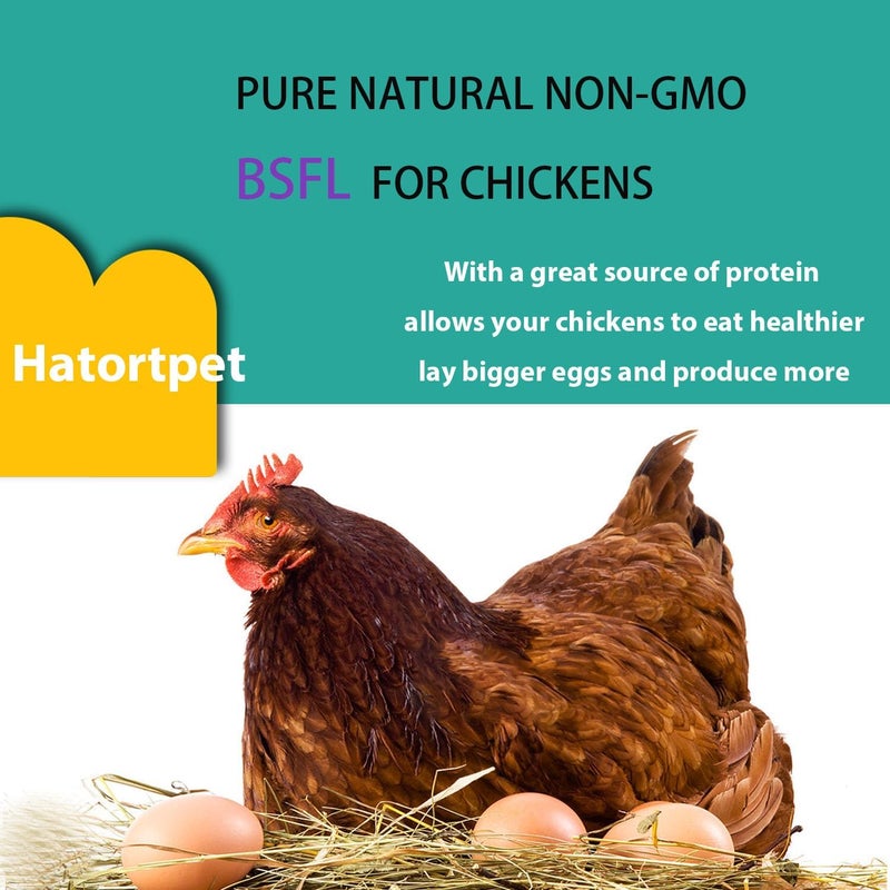 hatortpet يرقات ذبابة الجندي السوداء المجففة 5LB - طبيعية نقية وغير معدلة وراثيًا لطيور الدجاج - تحتوي على المزيد من الكالسيوم مقارنة بالديدان المجففة - مكافآت غنية بالبروتين للدجاجات البياضة والطيور البرية والبط - Image 4